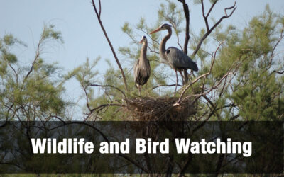 Wildlife and Bird Watching in Glen Canyon